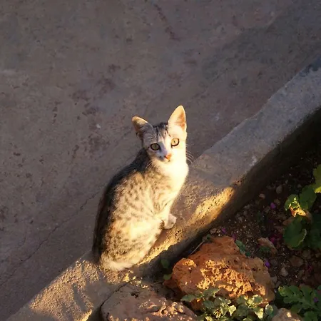 Milo Vuno